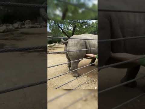 Some rhino&rsquo;s have sweet spots