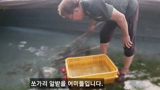 마지막 쏘가리 알 받을 어미 고르기