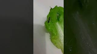 #formiguinha #shorts