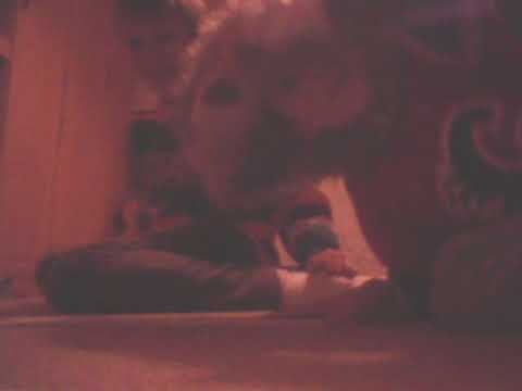 Need hockey games 1 part 2 of Dallas Stars vs Calgary flames#knee hockey