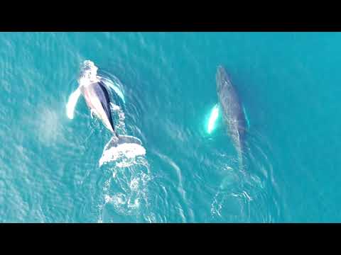 Whale Watching at Cape Bonavista, Newfoundland