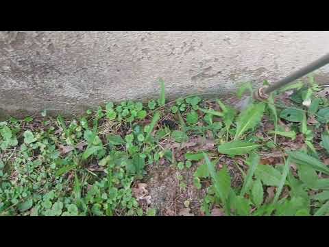 Ants Quickly Bringing Their Eggs Back to Their Nest in Point Pleasant Beach, NJ