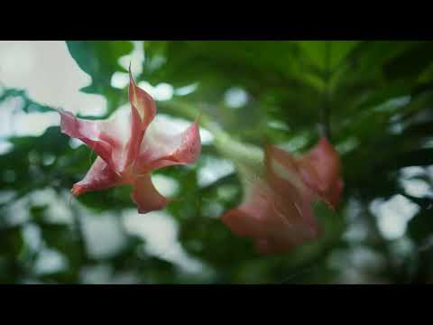 Sustainable Travel: Coorg