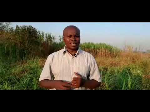 How to grow your own pastures to feed animals on a farm and cut costs on feeding - 2023