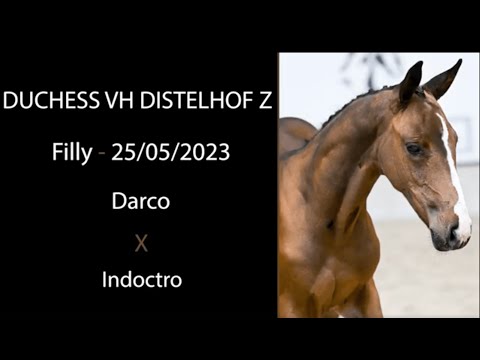 Duchess vh Distelhof Z (Darco x Indoctro)
