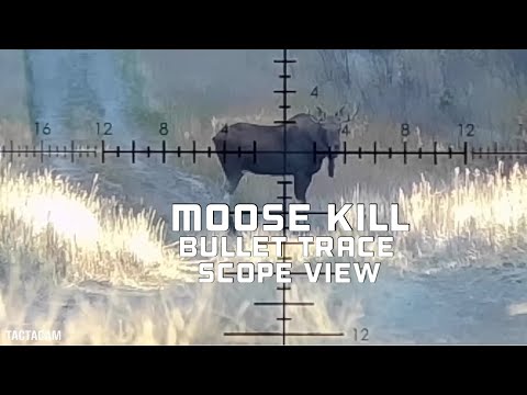 6.5 PRC 300 yard Moose Kill Shot With Bullet trace and TACTACAM Scope View