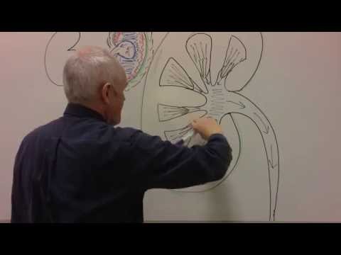 Renal System 1, Urinary system and kidneys