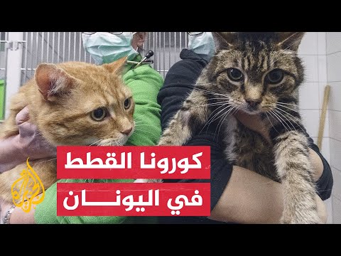 تلقيح القطط