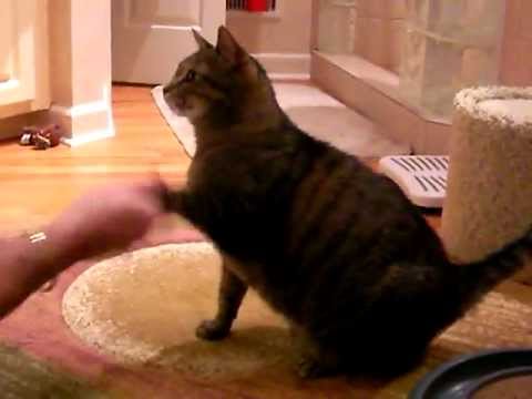 How to Teach your Cat to Shake Hands (Paws)