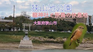 【狭山池公園】善女龍王をお祀りする龍神社。旅鳥のノビタキも見かけました。#癒し #自然 #公園 #神社 #野鳥