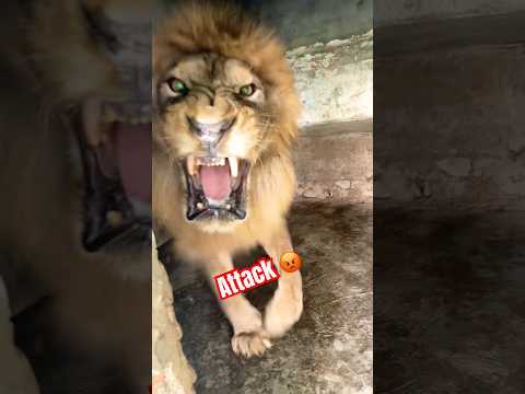 Lion attack 😡 #tigerspotted #angrytiger #largecats #bigcats #wildliferescue #tiger #bigcat 😱