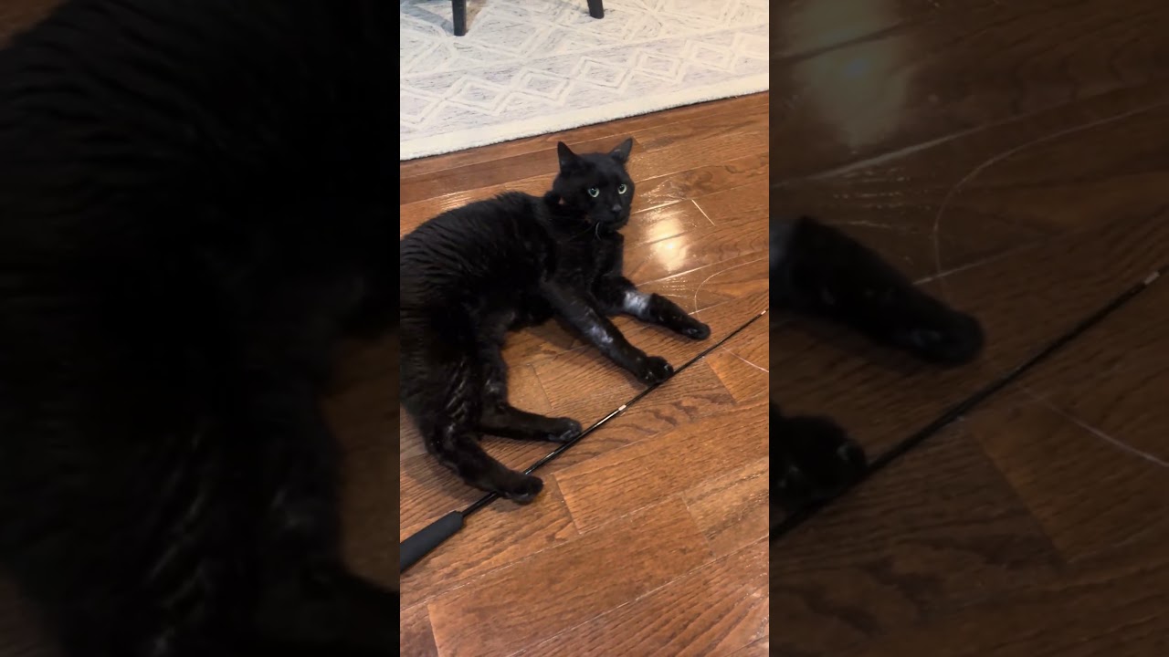 Enlarge Laurence, a ADOPTABLE Domestic Short Hair in Sterling, VA video 6/6