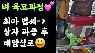 벼 육묘과정