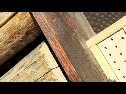 Wir tun was für Bienen: 2000m2 Weltacker (Frieda-Süd)