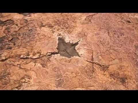 Dinosaurierspuren in Namibia (Dinosaur T