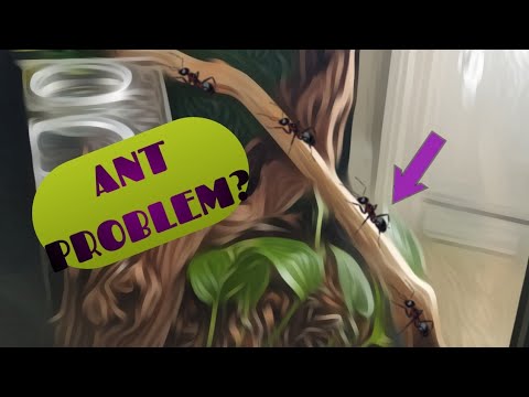 YouTube video about: How to get rid of ants in reptile cage?