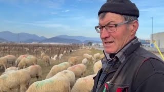 Renato Baldessari, pastore da quando aveva 7 anni: «A piedi dalla val di Fiemme alla pianura»