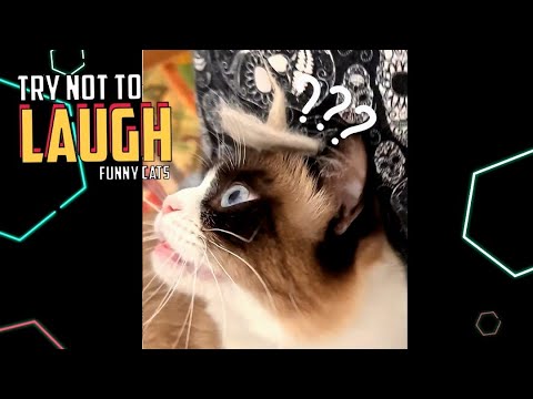 Try not to laugh! 2 Minutes of funny Cat Videos 2022 | Misha and Gatito