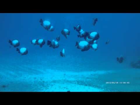 Domino Damsel (Hawaiian Endemic) Fathom Five Divers Koloa Landing Kauai Hawaii
