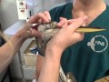 Blue Heron Examined Eats Fish