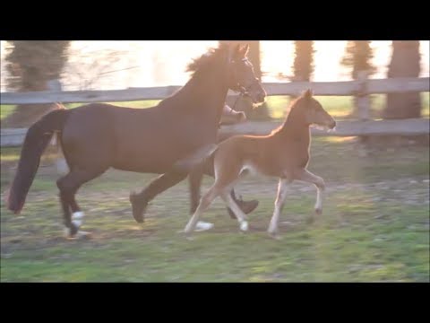 *2019 Stute (DR) von Dimension AT - Dreidimensional AT  SOLD!!!