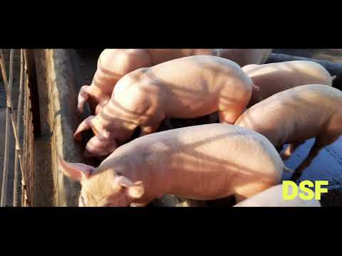 Lean meat large white pig farm, 114 days, 90-120 kg
