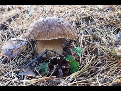 Поход В Лес За Грибами. Сбор грибов. Маслята, белые. Грибы в октябре ! Грибы 2019 !