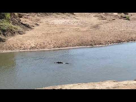 Flußpferde oder Nilpferde auf der Toilette in der Mara in Kenia