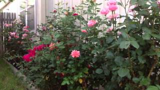 How to Naturally kill rid  insects Aphids from Roses & Garden DIY