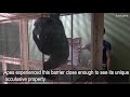 Video: Demonstration of apes using theory of mind by Kyoto University