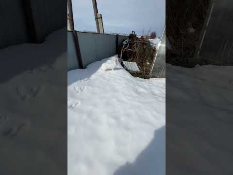 Минут 30 ловил 😂 #рекомендации #бизнесснуля #деревня #животные #кролик #кролики #бизнесвдеревне #