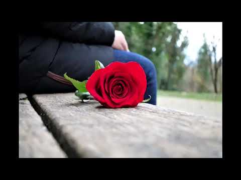 Bông hồng đợi chờ - Lăng Lập