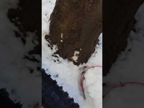 Centurion Backfire 3000.29 Carbon