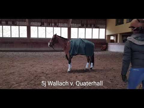 5j Wallach v Quaterhall *sold*