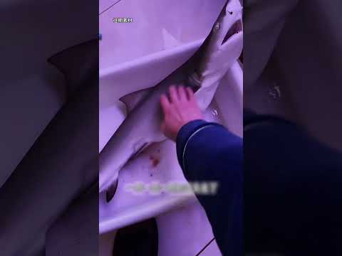 闊別四年再次搶救檸檬鯊，這次我絕對要把它的命留起來！以前你們叫我海洋之災，但今天！你們該叫我什麼！ -2