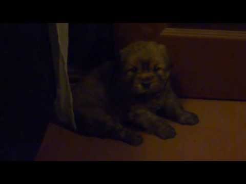 CUTE PUPPIES!!: MY NEW PET - AKITA INU PUPPY - CACHORRO DE AKITA INU- 可愛い 子犬 秋田犬