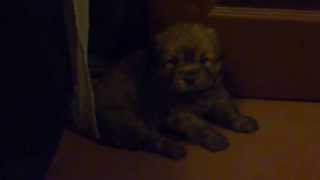 CUTE PUPPIES!!: MY NEW PET - AKITA INU PUPPY - CACHORRO DE AKITA INU- 可愛い 子犬 秋田犬
