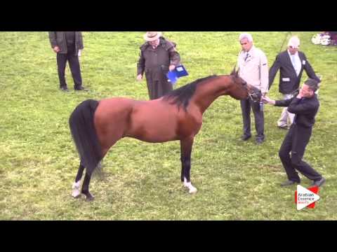 N.158 E.S. RIVAS - Ströhen 2015 B-Show - Stallions 10 years old and over (Class N)