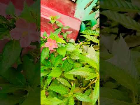 ugadi subhakankshalu new flower #love  music  karimulla