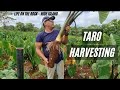 How We Harvest Taros! | Niue Style! | My Way! | Taro Farming |