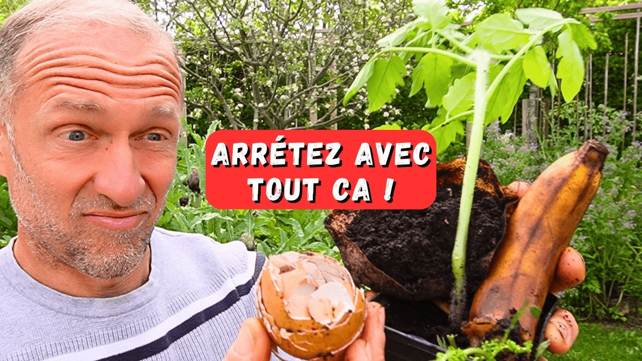 Plantation des tomates ► Les gestes à oublier et ceux qui comptent vraiment