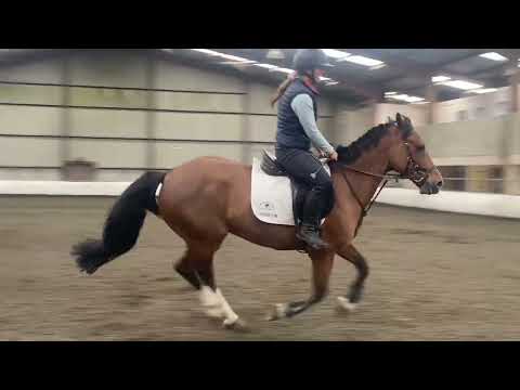 7yo 148cm Bay Section D Welsh Cob - Image 2