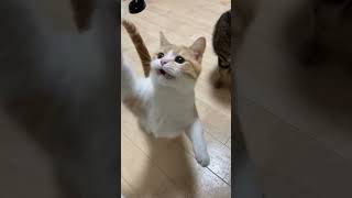 新しい猫じゃらし買った