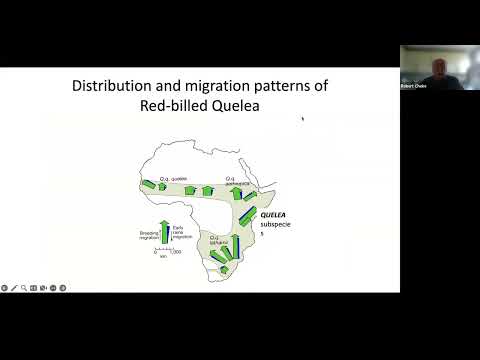 Reducing crop loss by quelea birds in Africa