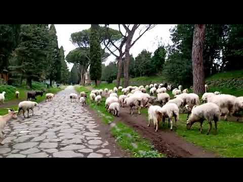 inondazione di pecore a ROMA