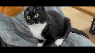 cat