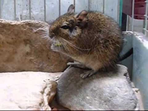 degu Octodon degus   hranjenje
