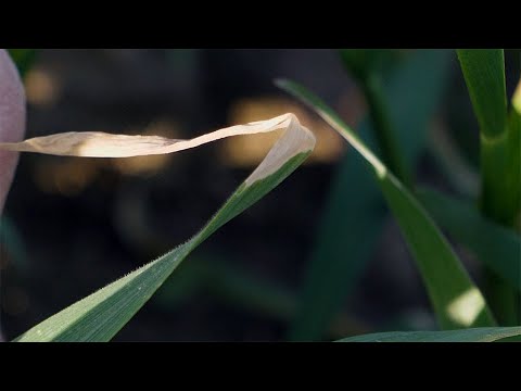 181. Feldexkursion: Probleme im Roggen - Ursachenforschung - NU Agrar, 21.04.2021