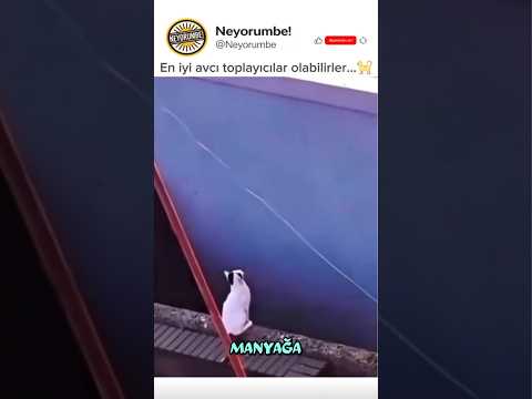 Kedi Özel Harekat! Her zaman işini bilir 🐈 #shorts #komedi
