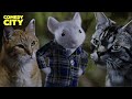 Stuart Gets Attacked By A Gang Of Cats Stuart Little Michael J Fox Chazz Palminteri